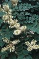 weiß Gartenblumen Asiatic Gelb, Amur Maackia Foto, Anbau und Beschreibung, Merkmale und wächst