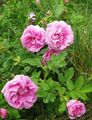pink Tuin Bloemen Beach Rose, Rosa-rugosa foto, teelt en beschrijving, karakteristieken en groeiend