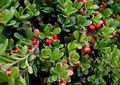 red Garden Flowers Bearberry, Kinnikinnick, Manzanita, Arctostaphylos uva-ursi Photo, cultivation and description, characteristics and growing