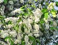 თეთრი ბაღის ყვავილები ფრინველის ალუბალი, ბალი ქლიავი, Prunus Padus სურათი, გაშენების და აღწერა, მახასიათებლები და იზრდება