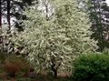 balts Dārza Ziedi Ieva, Ķiršu Plūmju, Prunus Padus Foto, audzēšana un apraksts, raksturlielumi un augošs