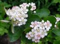 white Garden Flowers Black Chokeberry, Aronia Photo, cultivation and description, characteristics and growing