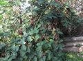 белы Садовыя Кветкі Ажына, Rubus fruticosus фота, вырошчванне і апісанне, характарыстыка і вырошчванне