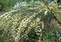 gelb Gartenblumen Besen, Cytisus Foto, Anbau und Beschreibung, Merkmale und wächst