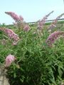 pink Garden Flowers Butterfly Bush, Summer Lilac, Buddleia Photo, cultivation and description, characteristics and growing