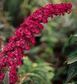 red Garden Flowers Butterfly Bush, Summer Lilac, Buddleia Photo, cultivation and description, characteristics and growing