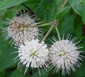 weiß Gartenblumen Button, Honig Glocken, Honeyball, Button Weide, Cephalanthus Foto, Anbau und Beschreibung, Merkmale und wächst