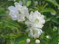 white Garden Flowers Cerasus grandulosa Photo, cultivation and description, characteristics and growing