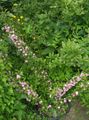 粉红色 园林花卉 樱桃Grandulosa, Cerasus grandulosa 照, 养殖 和 描述, 特点 和 成长
