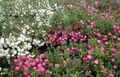 hvit Hage blomster Chilenske Vinter, Pernettya, Gaultheria mucronata Bilde, dyrking og beskrivelse, kjennetegn og voksende