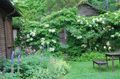Foto Kletterkortensia Beschreibung, Merkmale und wächst