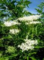 white Garden Flowers Common elder, Red-berried elder, Sambucus Photo, cultivation and description, characteristics and growing