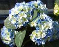Foto Gemeinsame Hydrangea, Hydrangea Bigleaf, Französisch Hortensien Beschreibung, Merkmale und wächst