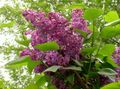 burgundy Garden Flowers Common Lilac, French Lilac, Syringa vulgaris Photo, cultivation and description, characteristics and growing