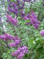 purple Garden Flowers Common Lilac, French Lilac, Syringa vulgaris Photo, cultivation and description, characteristics and growing