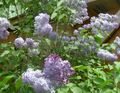 Foto Gewöhnlicher Flieder, Französisch Lilac Beschreibung, Merkmale und wächst