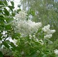 white Garden Flowers Common Lilac, French Lilac, Syringa vulgaris Photo, cultivation and description, characteristics and growing