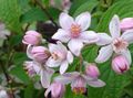 rosa Gartenblumen Deutzia Foto, Anbau und Beschreibung, Merkmale und wächst