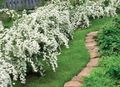 bela Vrtno Cvetje Deutzia fotografija, gojenje in opis, značilnosti in rast