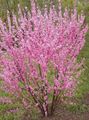 pink Tuin Bloemen Dubbele Sierkers, Bloeiende Amandelbomen, Louiseania, Prunus triloba foto, teelt en beschrijving, karakteristieken en groeiend