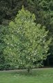bela Vrtno Cvetje Dove Drevo, Duh Drevo, Robec Drevo, Davidia involucrata fotografija, gojenje in opis, značilnosti in rast