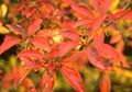 orange Gartenblumen Enkianthus Foto, Anbau und Beschreibung, Merkmale und wächst