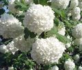 hvit Hage blomster European Tranebær Viburnum, Europeiske Snøball Bush, Guelder Rose Bilde, dyrking og beskrivelse, kjennetegn og voksende