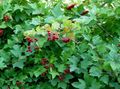 weiß Gartenblumen European Cranberry Schneeball, Schneeball-European Busch, Schneeball, Viburnum Foto, Anbau und Beschreibung, Merkmale und wächst