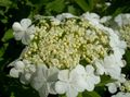 hvid Have Blomster European Tranebær Viburnum, Europæiske Snebold Bush, Guelder Rose Foto, dyrkning og beskrivelse, egenskaber og voksende