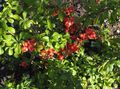 red Flowering quince, Chaenomeles-maulei Photo, cultivation and description, characteristics and growing