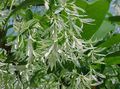 vit Trädgårdsblommor Frans Träd, Gubbens Skägg, Grancy Graybeard, Chionanthus Fil, uppodling och beskrivning, egenskaper och odling