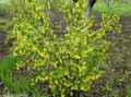 żółty Ogrodowe Kwiaty Złoty Porzeczki, Redflower Porzeczki, Ribes zdjęcie, uprawa i opis, charakterystyka i hodowla
