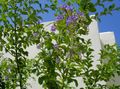 γαλάζιο Λουλούδια κήπου Χρυσή Σταγόνα Δροσιάς, Ουρανός Λουλούδι, Περιστέρι Μούρο, Duranta erecta, Duranta plumieri φωτογραφία, καλλιέργεια και περιγραφή, χαρακτηριστικά και φυτοκομεία