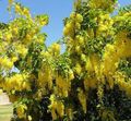 yellow Garden Flowers Golden rain, Golden Chain Tree, Laburnum-anagyroides Photo, cultivation and description, characteristics and growing