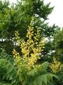 dzeltens Dārza Ziedi Zelta Lietus Koks, Panicled Goldenraintree, Koelreuteria paniculata Foto, audzēšana un apraksts, raksturlielumi un augošs