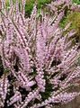 pink Garden Flowers Heather, Calluna Photo, cultivation and description, characteristics and growing