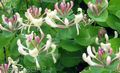 růžový Zahradní květiny Zimolez, Lonicera caprifolium fotografie, kultivace a popis, charakteristiky a pěstování