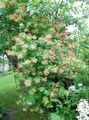 赤 庭の花 ハニーサックル, Lonicera-brownie フォト, 栽培 と 説明, 特性 と 成長