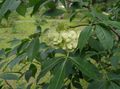 Photo Hop Tree, Stinking Ash, Wafer Ash description, characteristics and growing