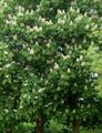 balts Dārza Ziedi Zirgkastaņa, Conker Koks, Aesculus hippocastanum Foto, audzēšana un apraksts, raksturlielumi un augošs