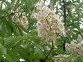 white Garden Flowers Horse Chestnut, Conker Tree, Aesculus hippocastanum Photo, cultivation and description, characteristics and growing