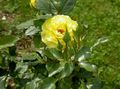 Photo Hybrid Tea Rose description, characteristics and growing