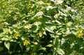 жълт Градински цветове Японски Kerria, Японска Роза, Великден Роза снимка, отглеждане и описание, характеристики и култивиране