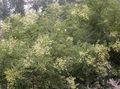 белый Садовые Цветы Софора, Sophora Фото, культивация и описание, характеристика и выращивание