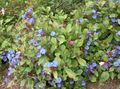 modrý Zahradní květiny Leadwort, Vytrvalý Modré Plumbago, Ceratostigma fotografie, kultivace a popis, charakteristiky a pěstování