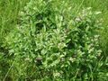 blanco Flores de jardín Maleberry, Lyonia Foto, cultivo y descripción, características y cultivación
