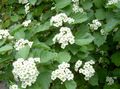 white Garden Flowers Midland hawthorn, Crataegus Photo, cultivation and description, characteristics and growing