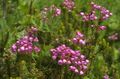 Photo Mountain Heather description, characteristics and growing