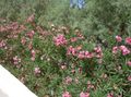 Foto Oleander Beschreibung, Merkmale und wächst