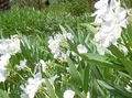 bílá Zahradní květiny Oleandr, Nerium oleander fotografie, kultivace a popis, charakteristiky a pěstování
